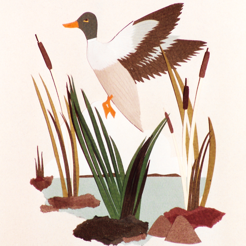Duck